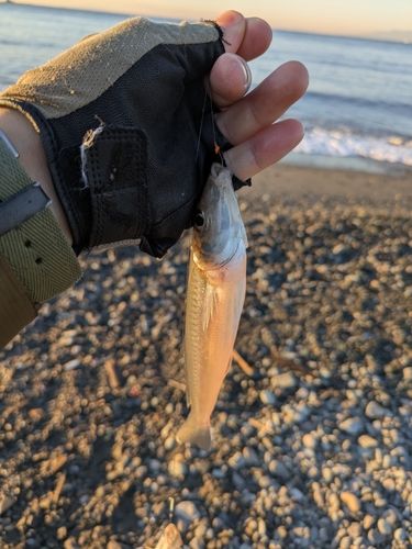 シロギスの釣果