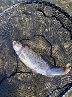 ニジマスの釣果