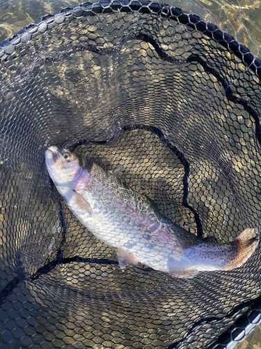 ニジマスの釣果