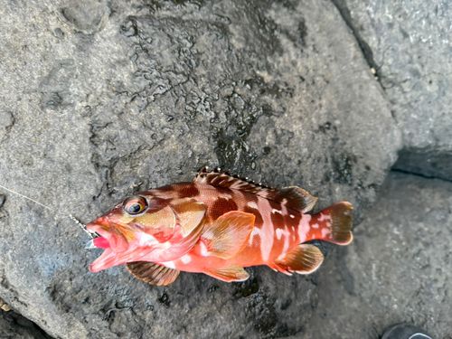 アカハタの釣果