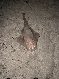 カスザメの釣果