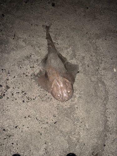 カスザメの釣果