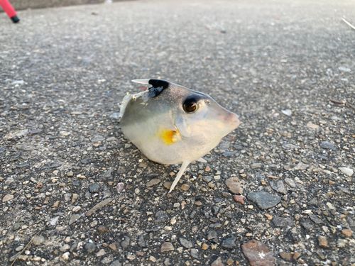 碧南海釣り公園