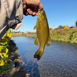 スモールマウスバス