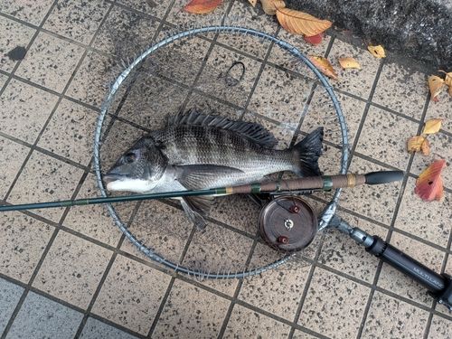 チヌの釣果