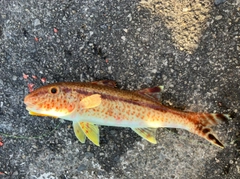 ヨメヒメジの釣果