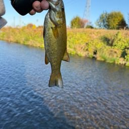 スモールマウスバス