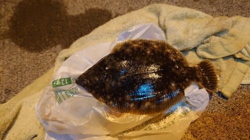 カレイの釣果
