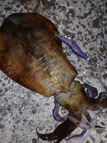アオリイカの釣果