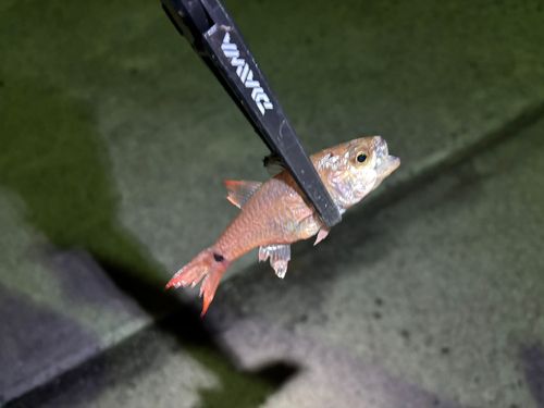 ネンブツダイの釣果