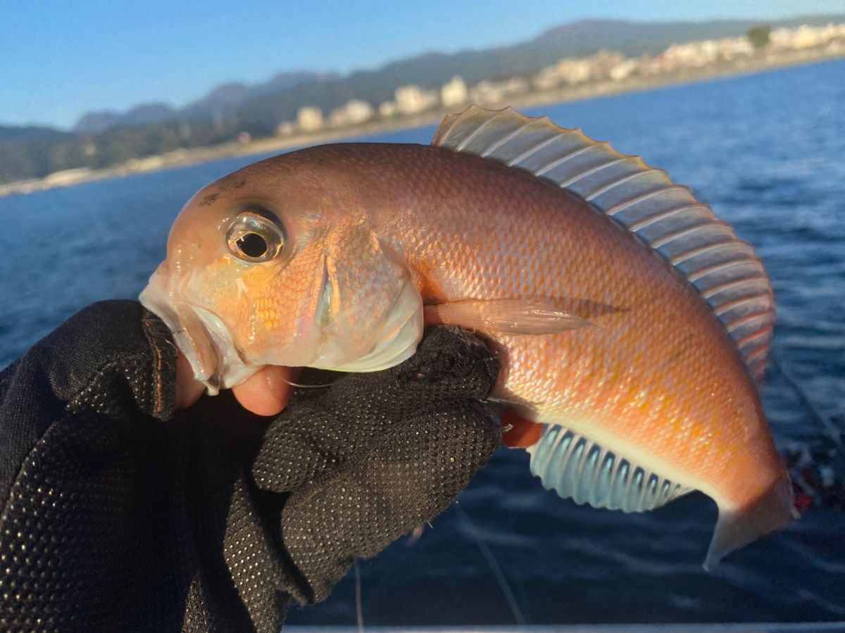 湘南のかつさんの釣果 1枚目の画像