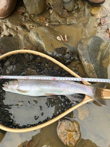 ニジマスの釣果