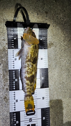 アブラコの釣果