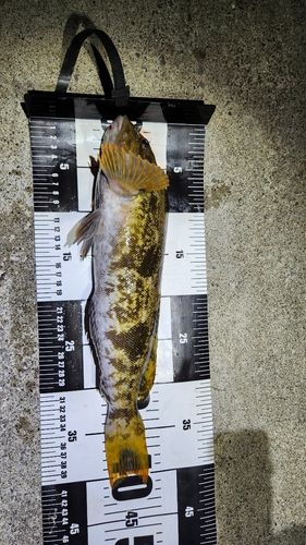 アブラコの釣果