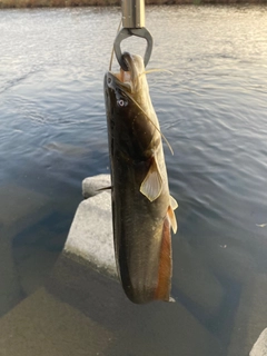 ナマズの釣果