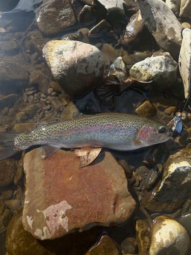 ニジマスの釣果