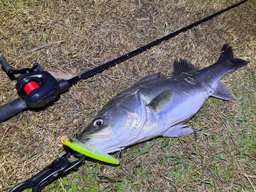 シーバスの釣果