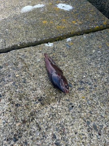 エゾイソアイナメの釣果