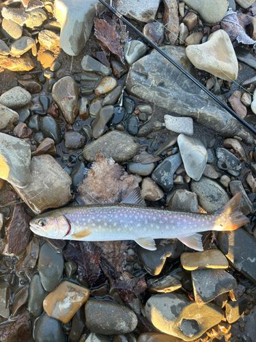 アメマスの釣果