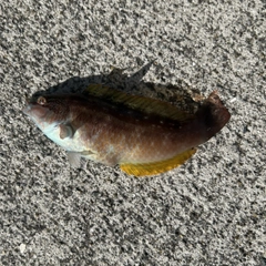 ホシササノハベラの釣果