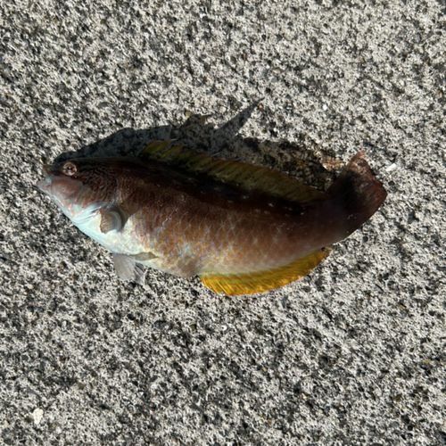 ホシササノハベラの釣果