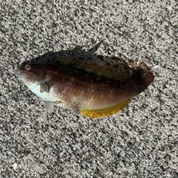 ホシササノハベラ