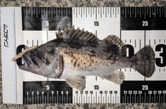 クロソイの釣果