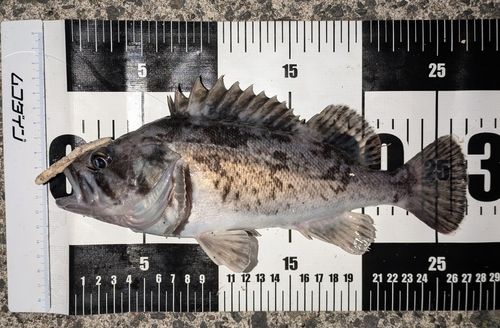 クロソイの釣果