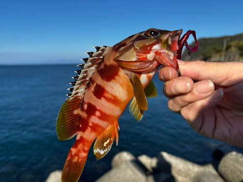 アカハタの釣果