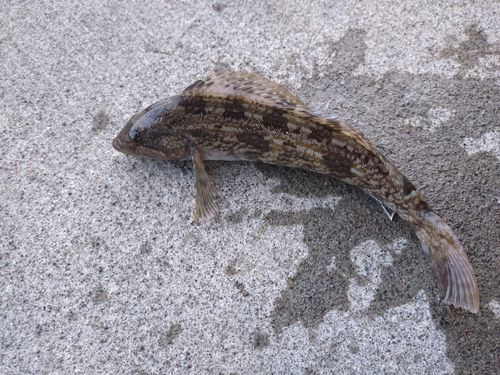 アイナメの釣果