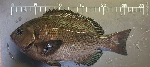 クチブトグレの釣果