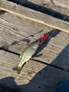 ブラックバスの釣果