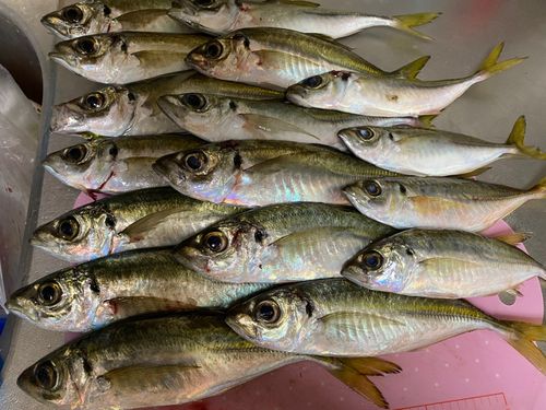 マルアジの釣果