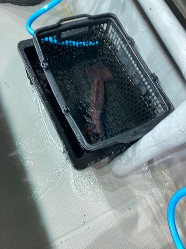 スルメイカの釣果