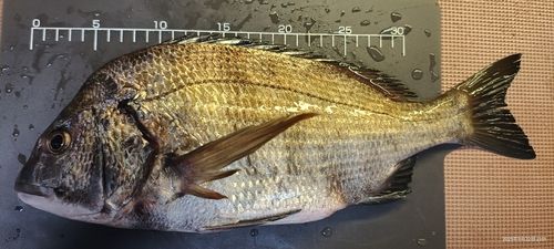 クロダイの釣果