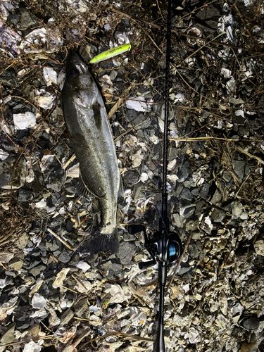 スズキの釣果
