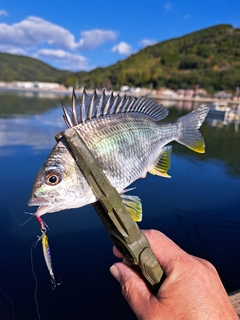 キビレの釣果