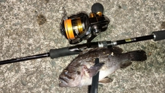 クロソイの釣果