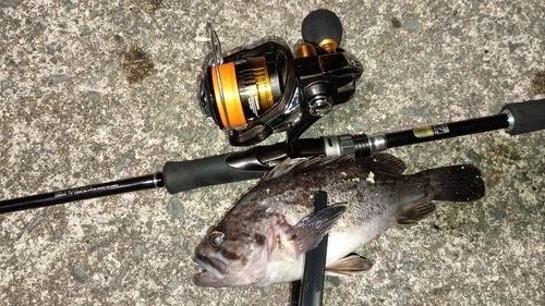 クロソイの釣果