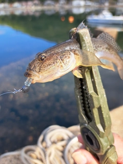 マハゼの釣果