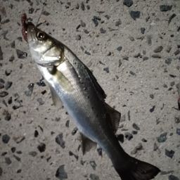 セイゴ（タイリクスズキ）