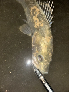 フッコ（マルスズキ）の釣果