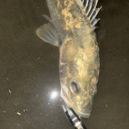 フッコ（マルスズキ）