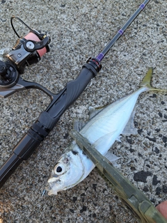 マアジの釣果