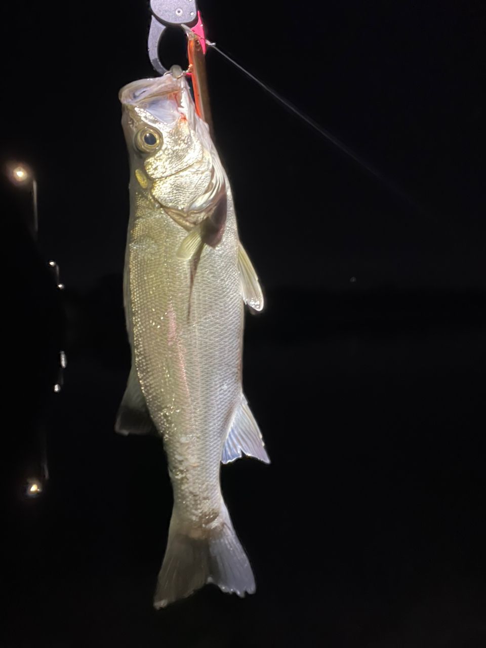 フッコ（ヒラスズキ）