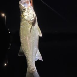 フッコ（ヒラスズキ）