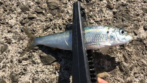 イワシの釣果