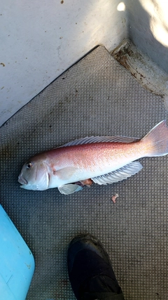 シロアマダイの釣果