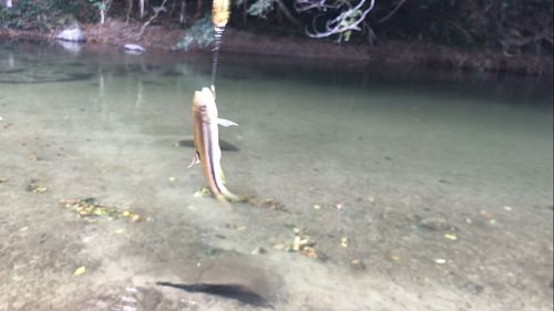 カワムツの釣果