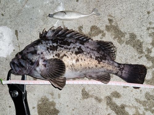 クロソイの釣果